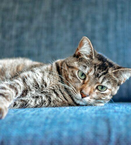 brown tabby cat lying on blue textile